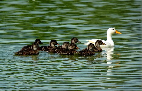 Brood pond bird photo