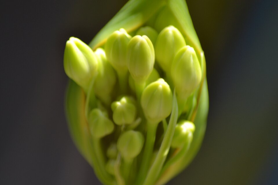Flower bud close up