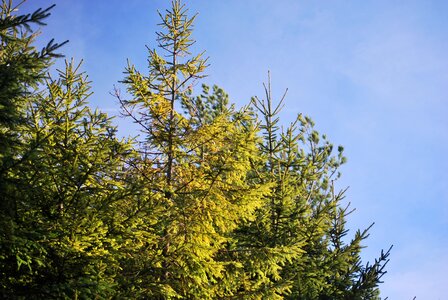 Green nature coniferous