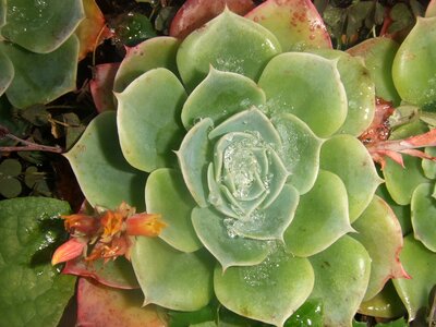 Succulent plant crassulacea ice
