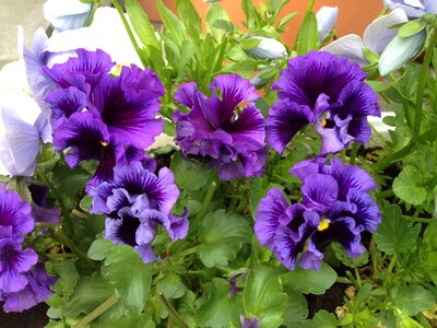Garden containerized planting viola wittrockiana photo