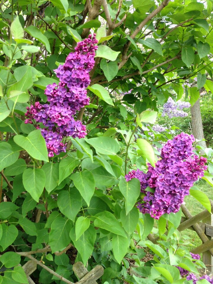 Ornamental shrub violet spring