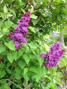 Ornamental shrub violet spring photo