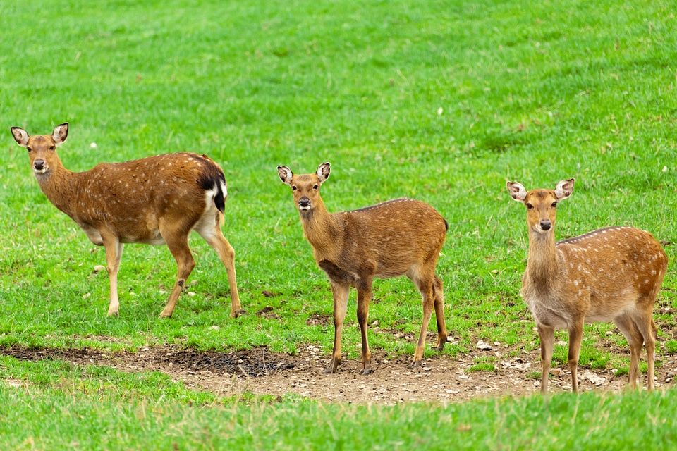 Brown deer field photo