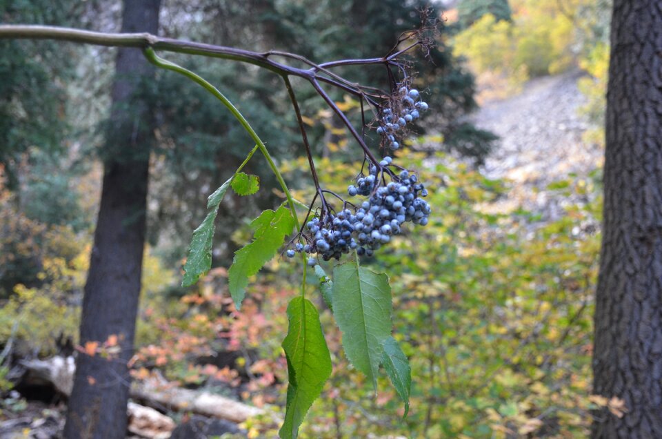 Nature plants