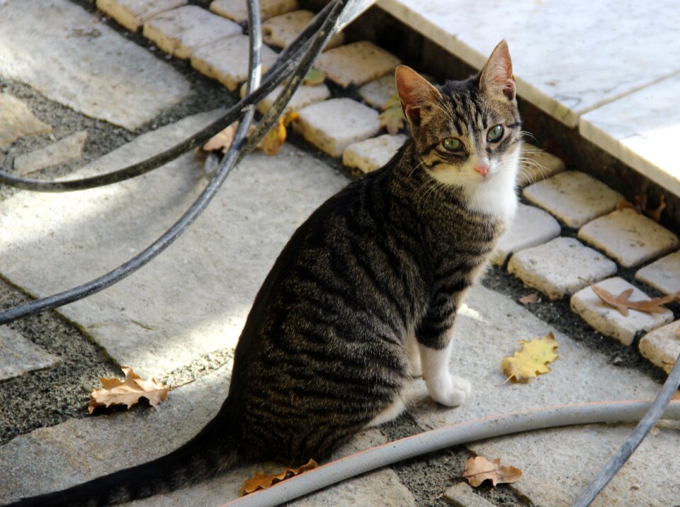 Malai domestic cat small