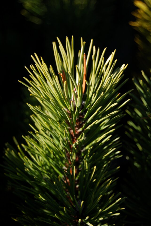 Needles conifer pine