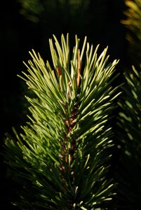 Needles conifer pine