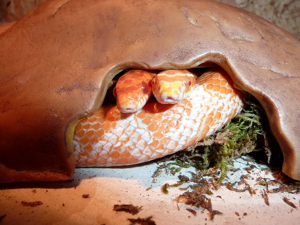 Non toxic scale reptile