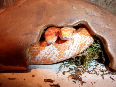 Non toxic scale reptile