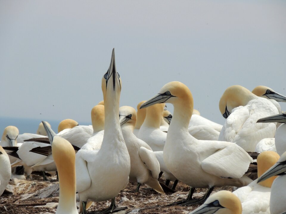 Birds bonaventure island gaspe peninsula
