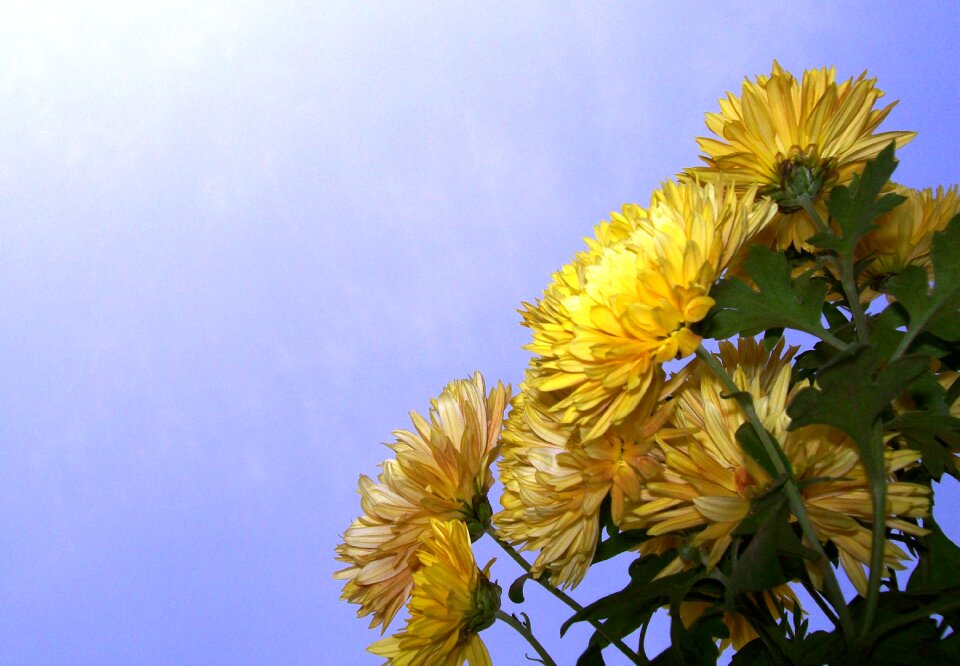 Blossom floral bunch
