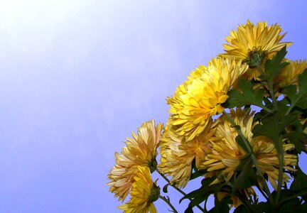 Blossom floral bunch