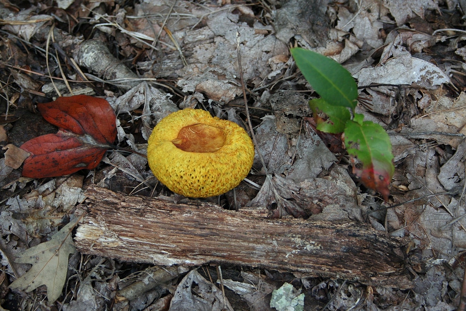 Floor yellow toadstool