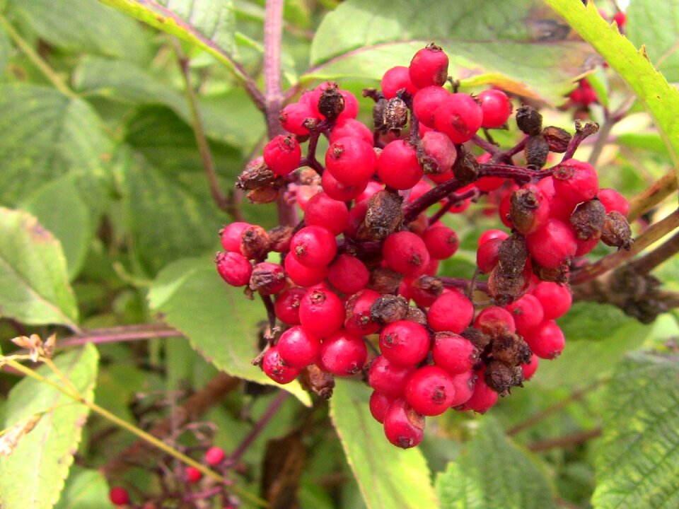 Red nature
