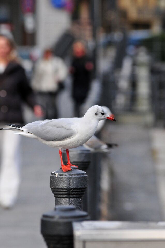 Seagull bird animal