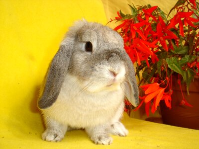 Bunny animal my favorite