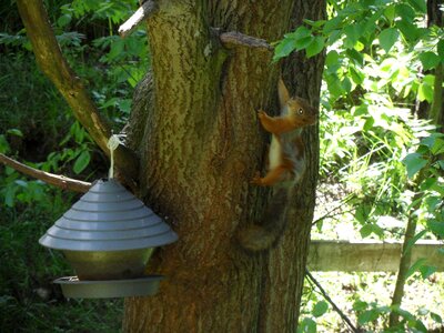 Nature animals summer