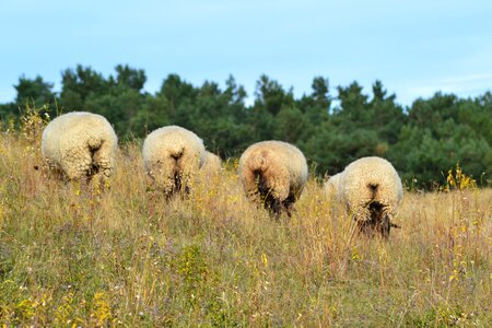 Animal meadow rügen