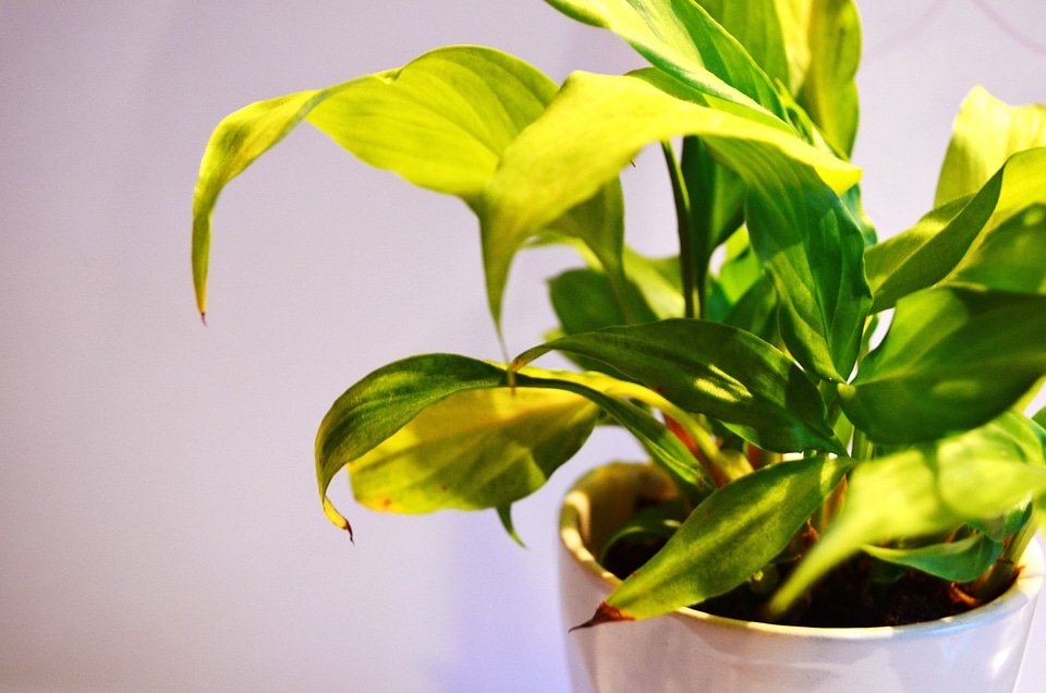 Potted sunlight brighter