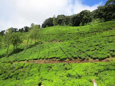 India green tea photo