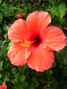 Orange flower mallow photo