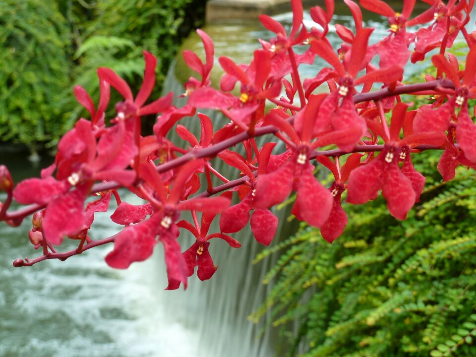 Flower tropical blossom