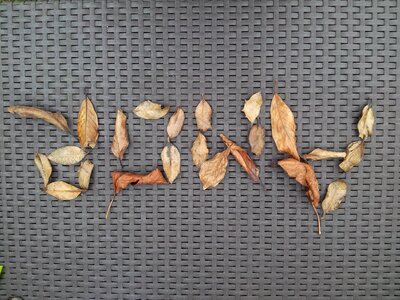 Love autumn leaves