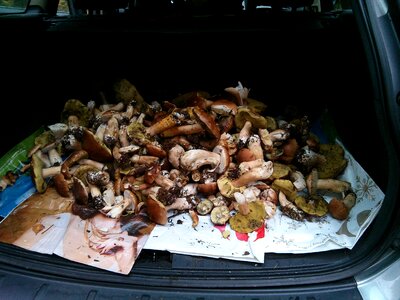 Mushrooms boletus ceps