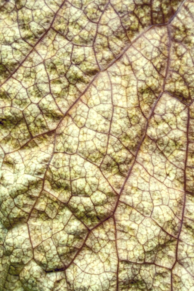 Light green chlorophyll shine through