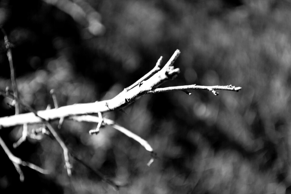 Nature backlight shadow