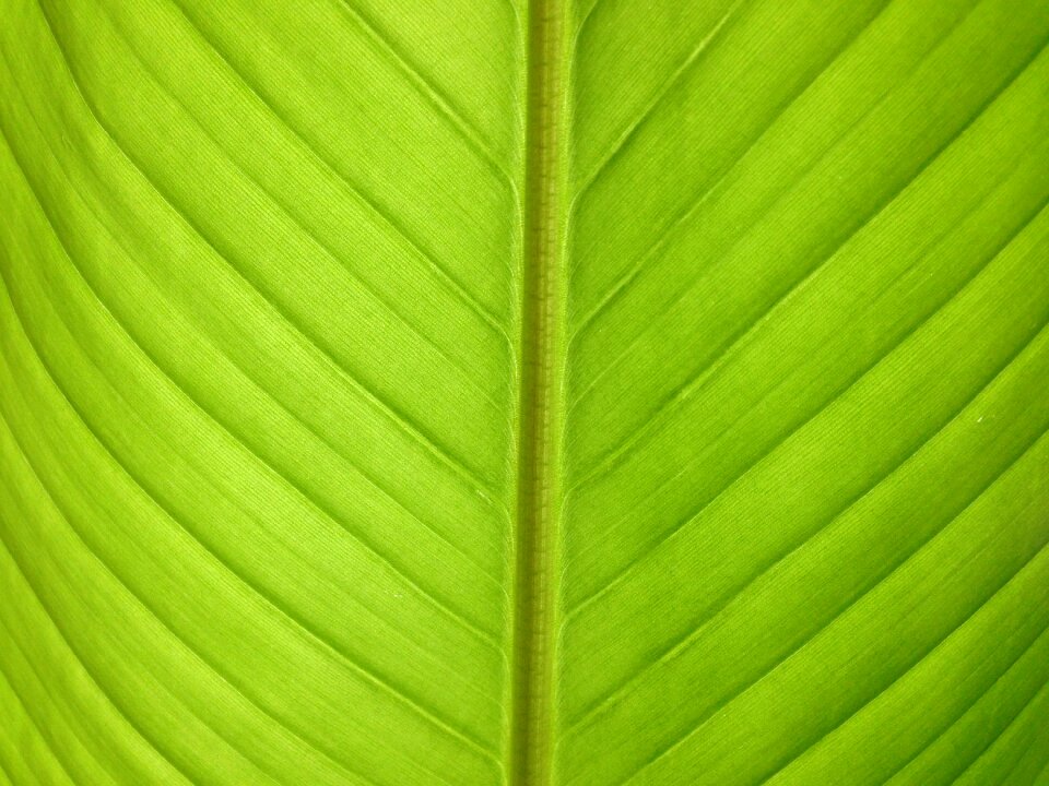 Bananas plant green