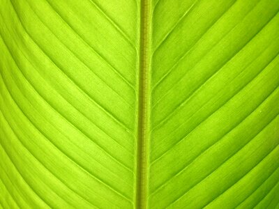 Bananas plant green