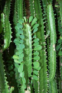 Plant cactus spice