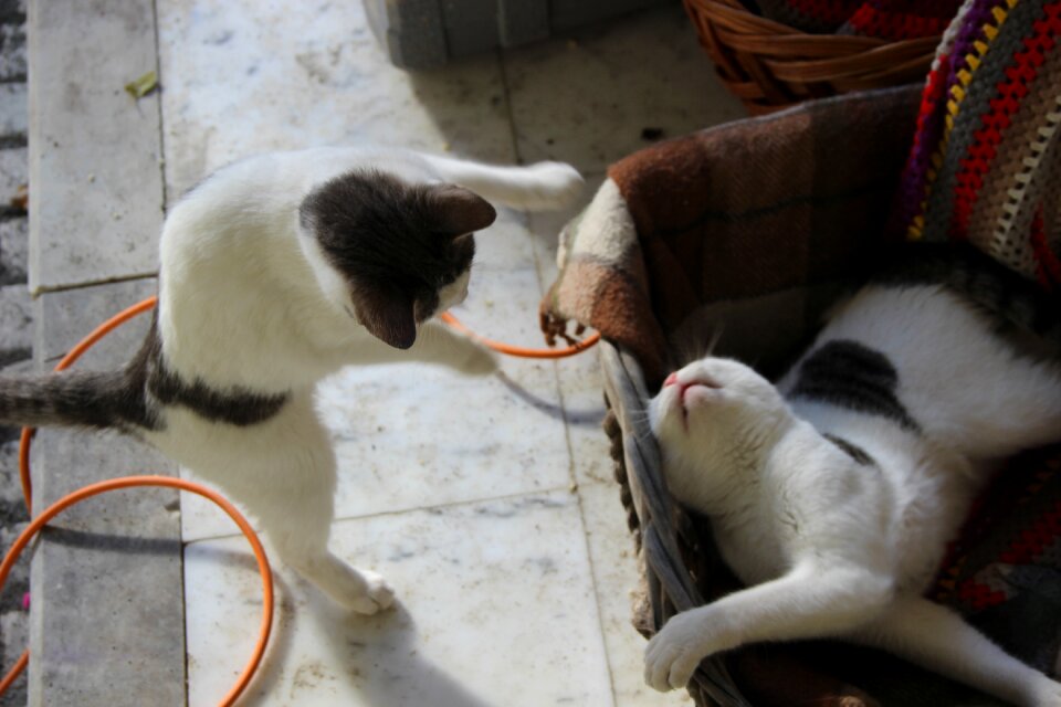 Home gatta feline