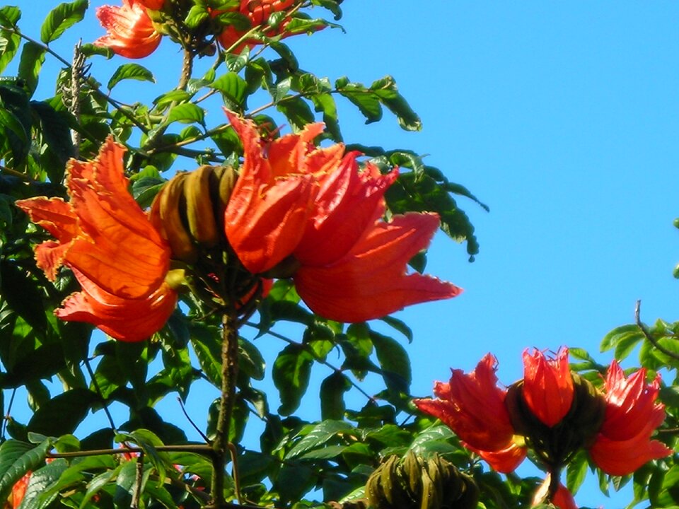 Tree orange red bright
