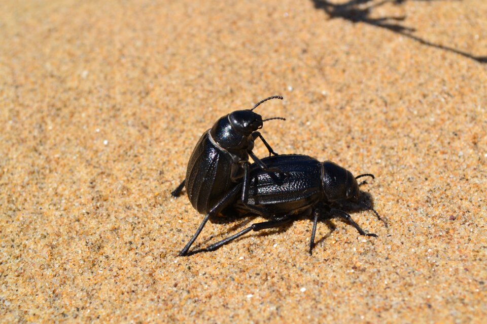 Cockroach beach sand