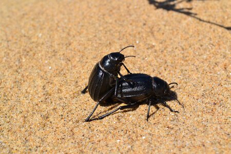 Cockroach beach sand