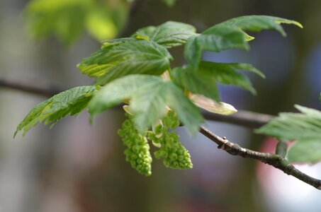 Spring seeds green