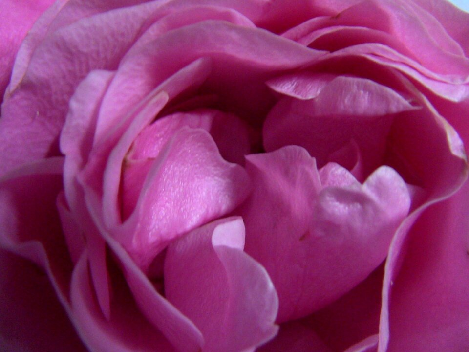 Petal macro nature