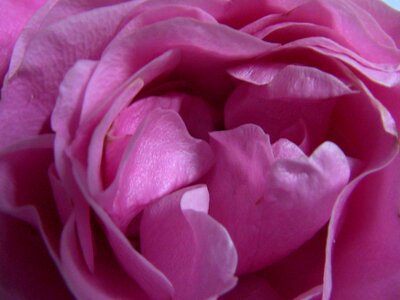 Petal macro nature