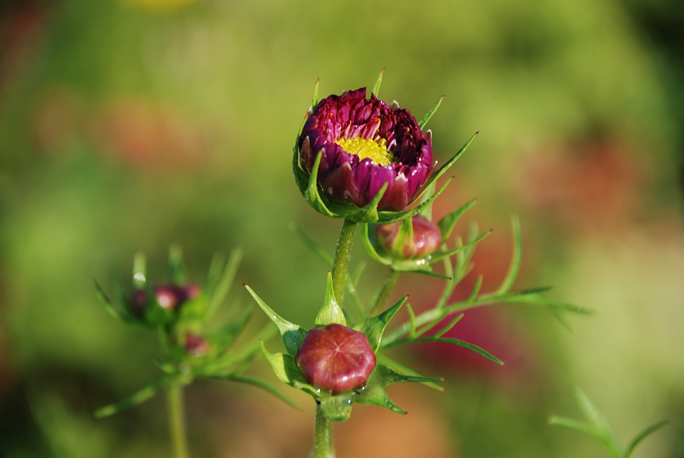 Anemones leaf nature