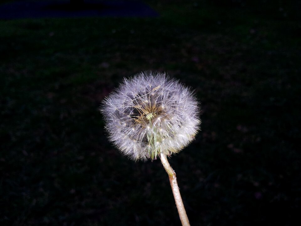 Dandelion flower white