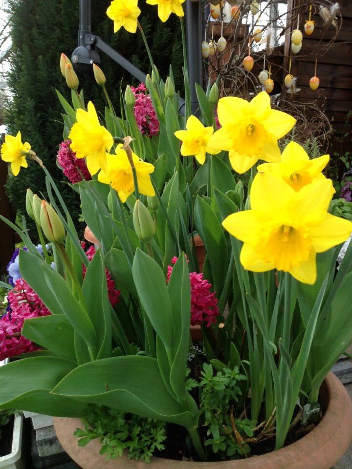 Tulips springtime flowers spring