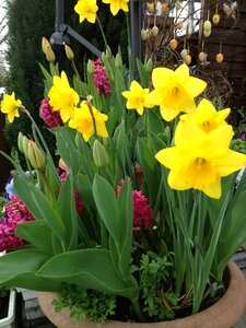 Tulips springtime flowers spring