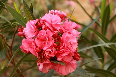 Flora spring summer