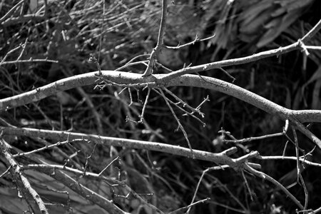 Autumn dried leaves nature