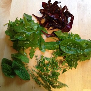 Wild herbs herb garden herbs