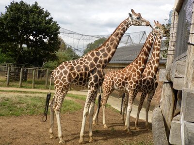 Zoo nature safari