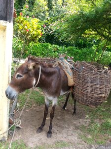 Donkey animal boipeba